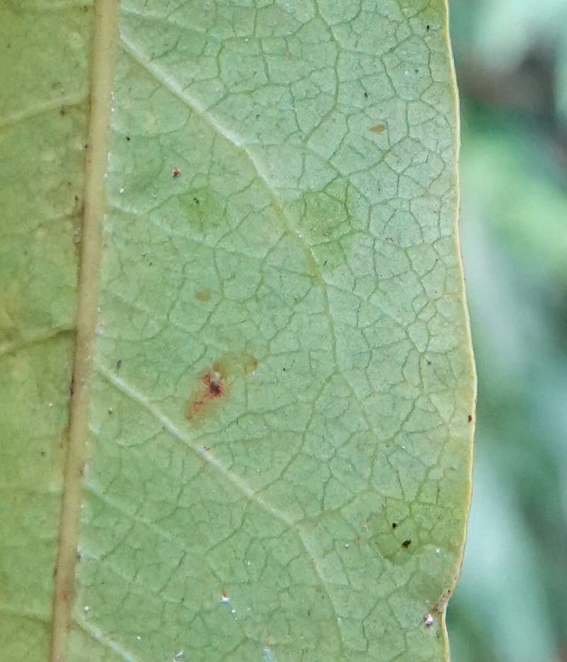 Staudtia gabonensis, C. Davidson 13939--Gabon. Maurel & Prom Oil Rd. 2 Nov. 2018. DSC01376 (275).JPG