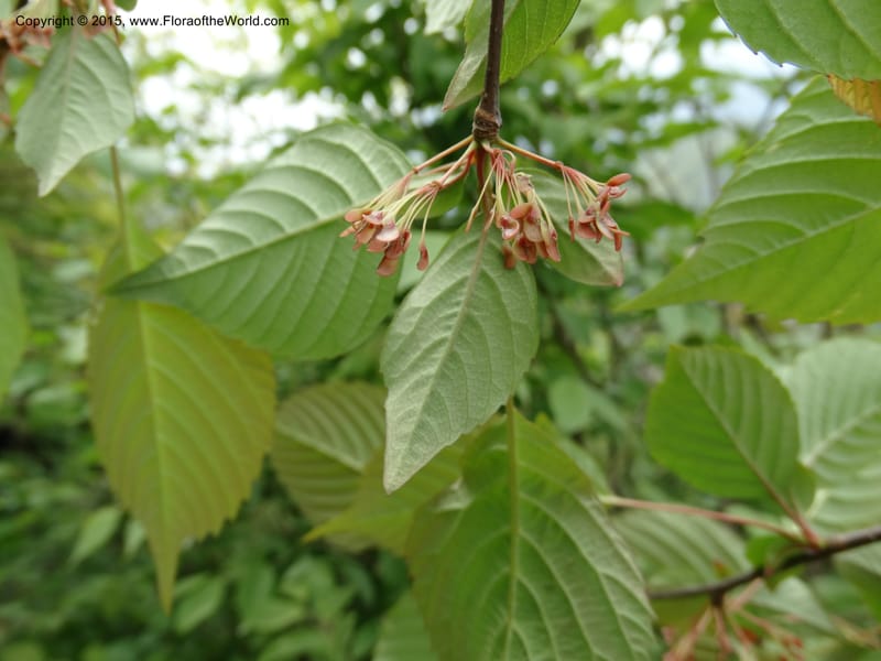 Euptelea pleiosperma, Boufford, D 43587--China. Sichuan. Tudiling Tunnel. 6 May 2014. DSC03860 (136).JPG