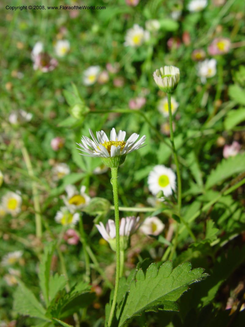 Erigeron karvinskianus--Italy. Univ. Fir., Giardino dei Simplici, Florence. 22 May 03.  (3).jpg