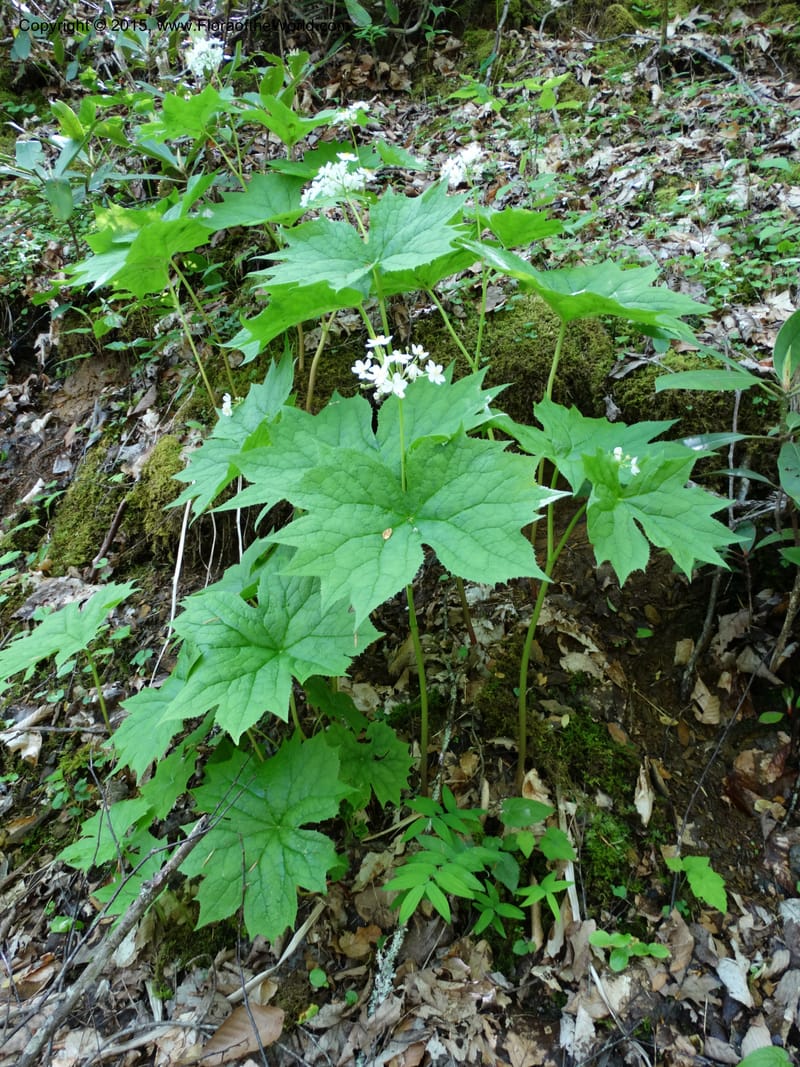 Diphylleia cymosa, Davidson, C 12981--North Carolina. Clay Co. Perry Gap Rd, Barnard's Cr. 13 May 2015. DSC04860 (24).JPG