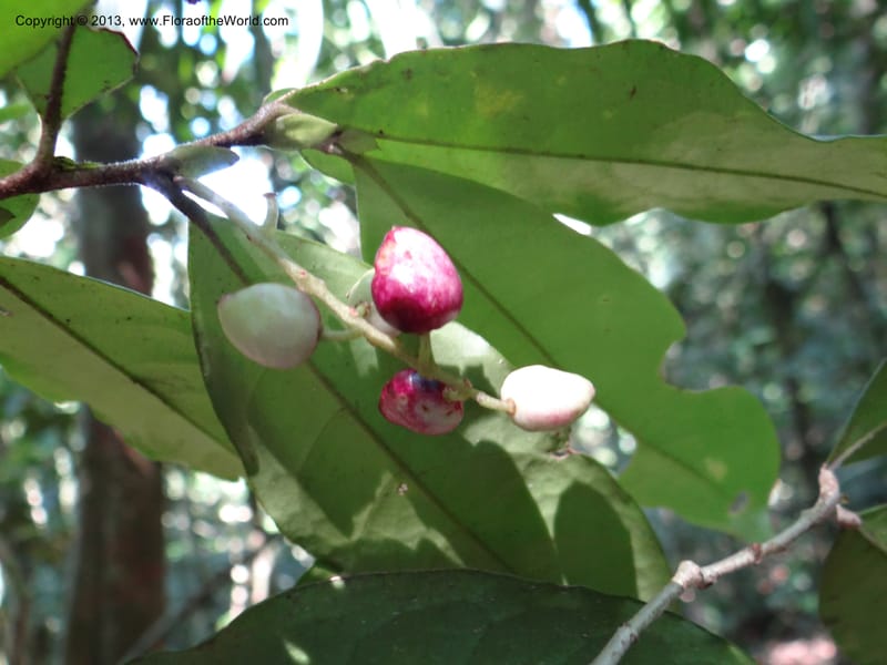 Antidesma, VC 5594--Thailand. Ranong Prov. Klong Naka Wildlife Sanctuary. 14 Nov 2012. DSC09055 (95).JPG
