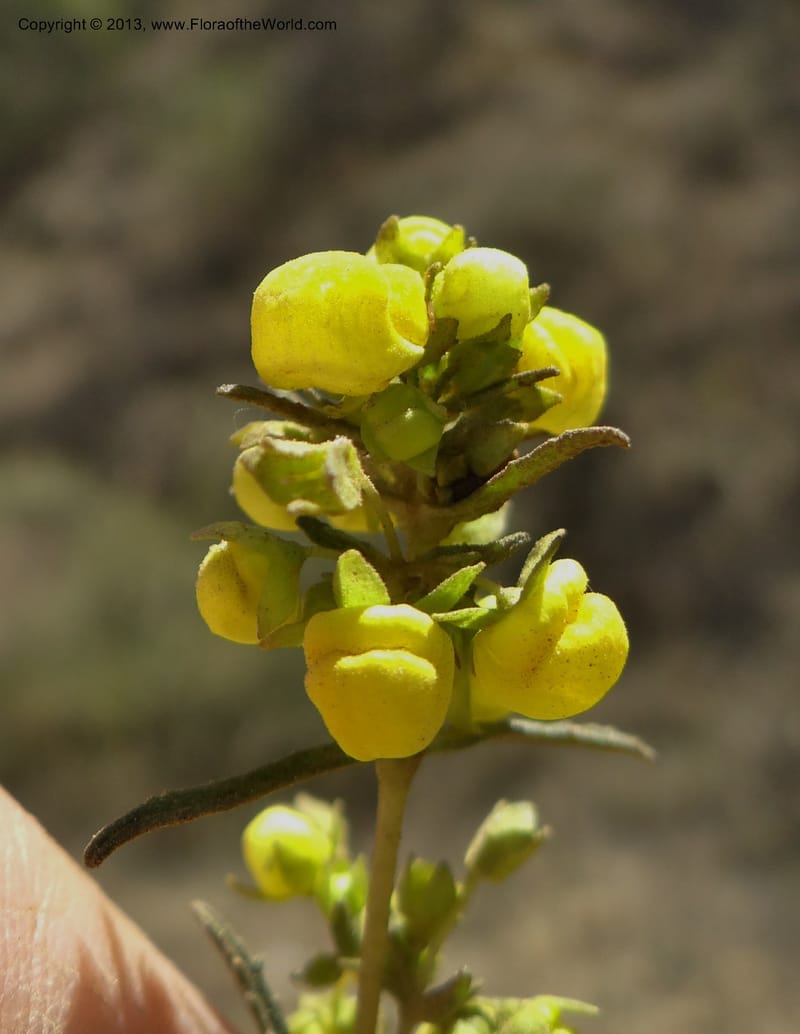 Calceolaria, WDS 34050--Chile. Pichilemu. 13 Feb 2013. DSC00590 (199).JPG