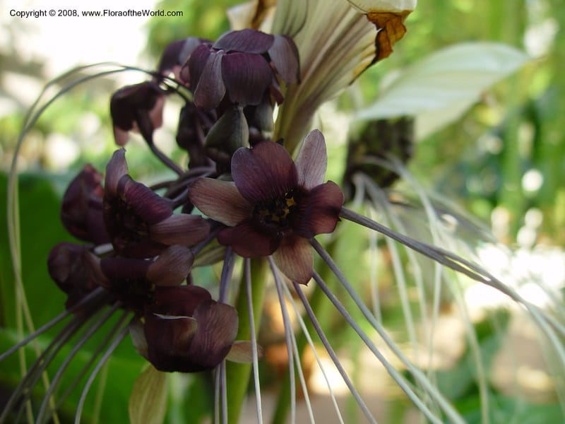 Tacca integrifolia, ID515-12907--FL. Fairchild Tropical Garden. 15 Jan 03.021.jpg