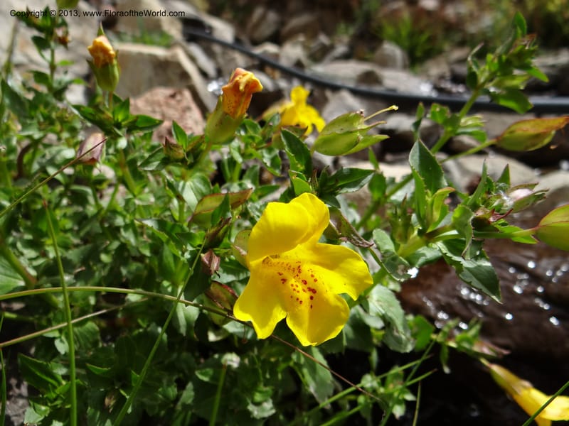 Mimulus, WDS 34226--Chile. Cta 115. 11.5 km W of La Laguna. 22 Feb 2013. DSC02736 (3).JPG