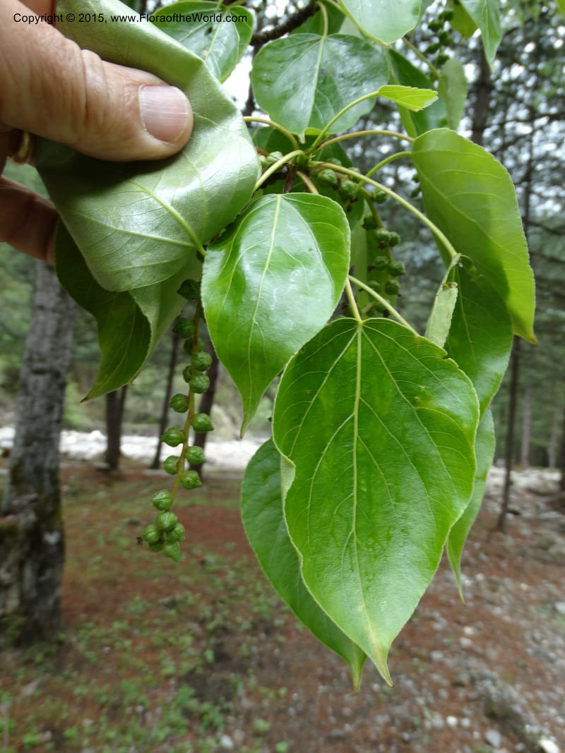 Populus, Boufford, D 43740--China. Sichuan. XinZhaZi Gou. 14 May 2014. DSC06426 (19).JPG