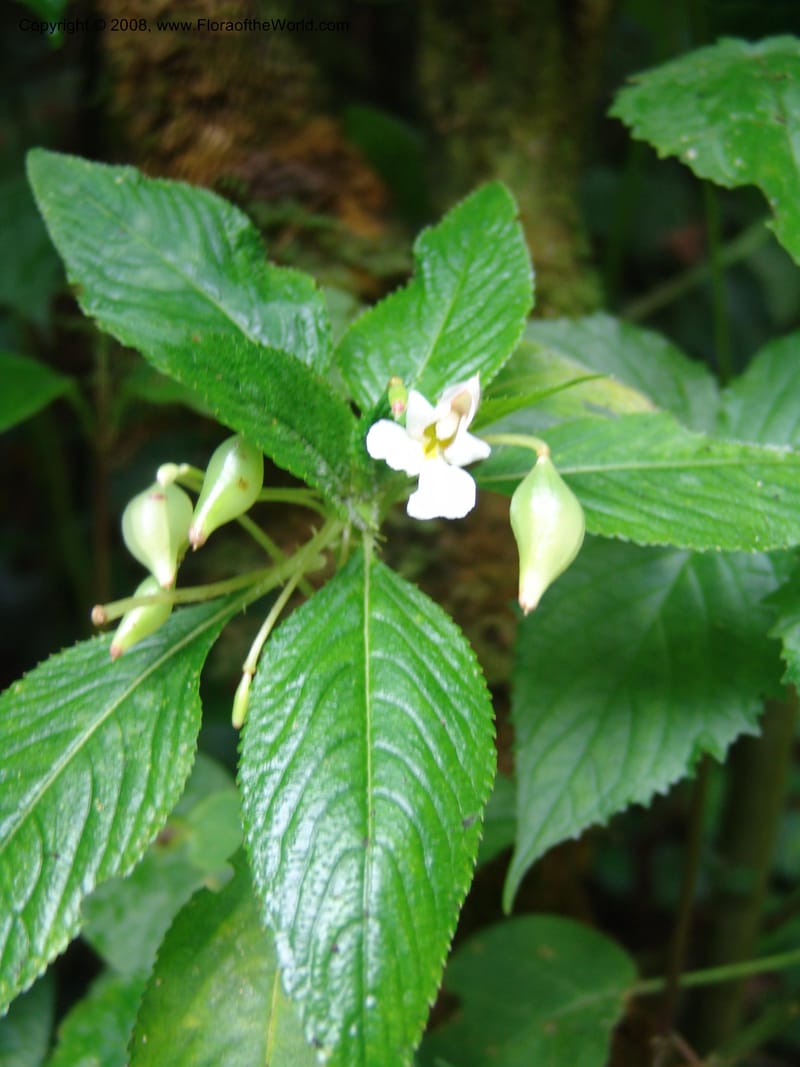 Impatiens burtonii cf--Kenya. Kakamega Forest. Rondo Retreat Ctr. 8 Jul 04. 102.jpg