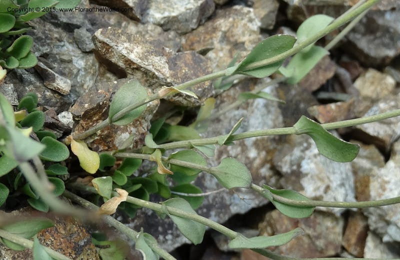 Noccaea fendleri, Davidson, C 12589--ID. Idaho Co. Seven Devils Camp Ground. 15 Jul 2014. DSC00113 (64).JPG