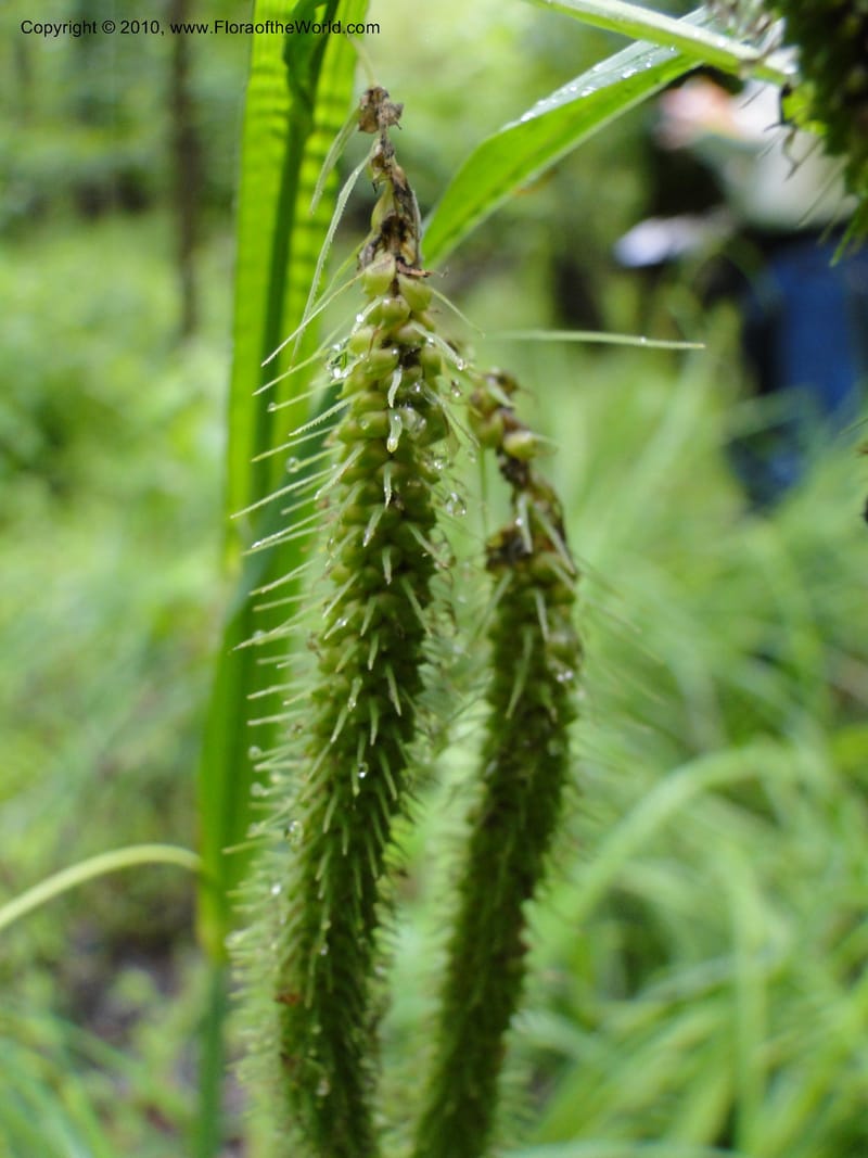 Carex crinata, Mori S 27442, USA, North Carolina, Wake Co., Boyce Bridge Rd., 25 May 2010 (2).JPG