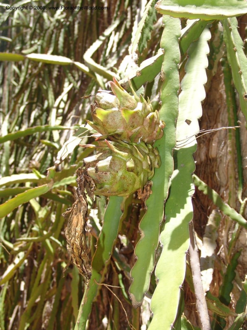 Heliocereus undatus, s.n.--MX. Oaxaca. Oaxaca. Jardin Etnobotanico. 5 Aug 2007. 489.jpg