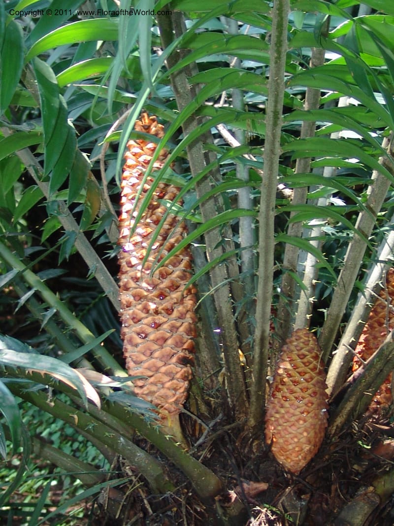 Encephalartos gratus--So.Africa. Lowveld Nat. Bot. Gard. 14 Mch 05. 341.jpg