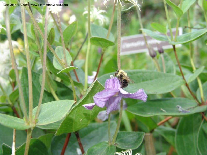 Clematis integrifolia--MD. Brookside Gardens, Wheaton. 30 Jun 07. 059.jpg