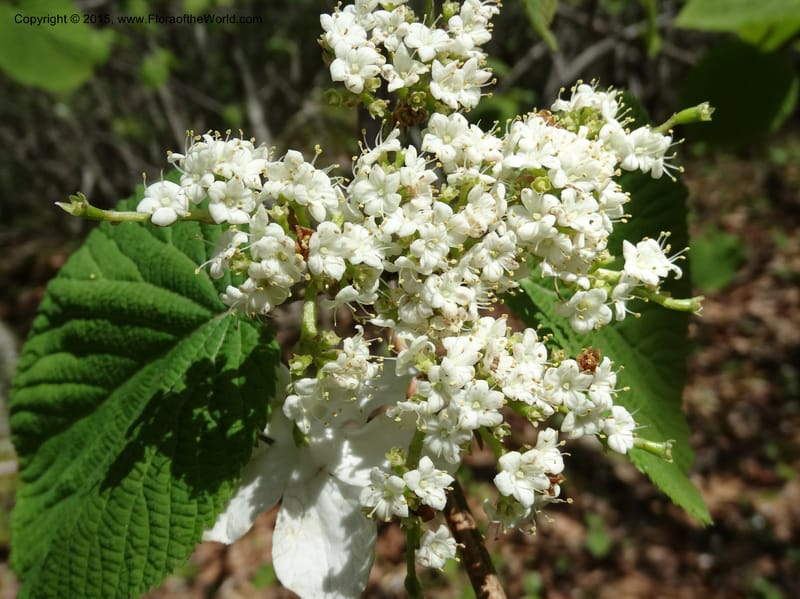 Viburnum lantanoides, Davidson, C 12961--North Carolina. Trans. Co. Beech Gap on BRP. 12 May 2015. DSC04240 (32).JPG