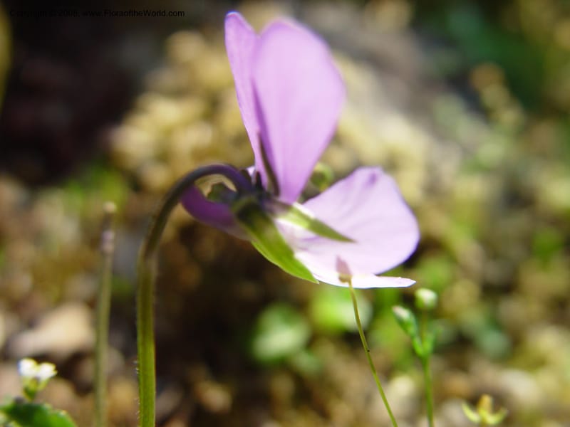 Viola hispida--France. Paris. Jardin des Plantes. 30 May 03. 041.jpg