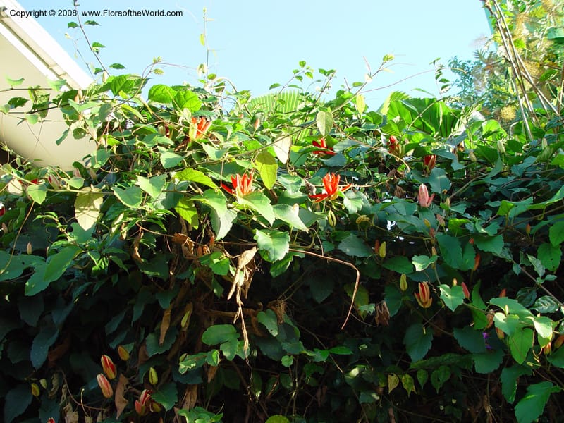 Passiflora--Costa Rica. Wilson Garden. High wall below the dining area. 24 Feb 02. 001.jpg