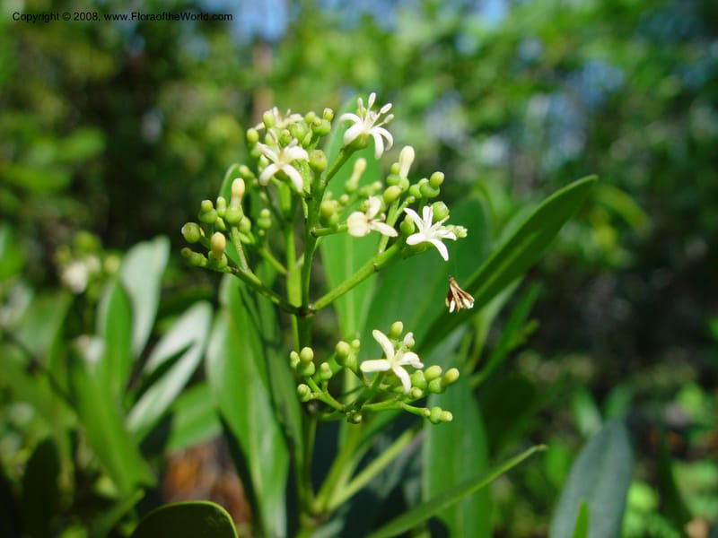 Erithalis fruticosa.-- FL. Fairchild Tropical Gard. 16 Jan 03. 004.jpg