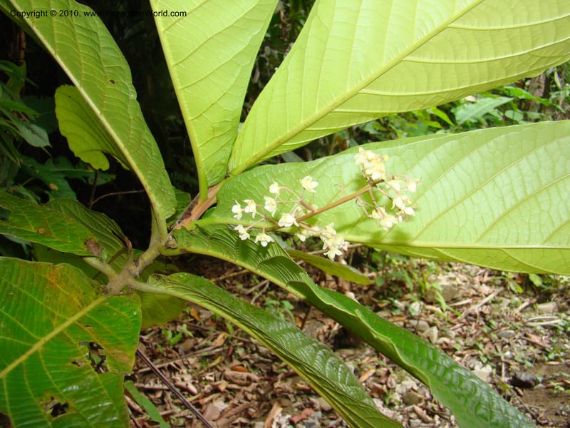 Ocotea valerioides, B. Hammel 24650--Costa Rica. Prov. Limon. Selva Bananito Lodge. 12 Apr 08. 267 (1).jpg