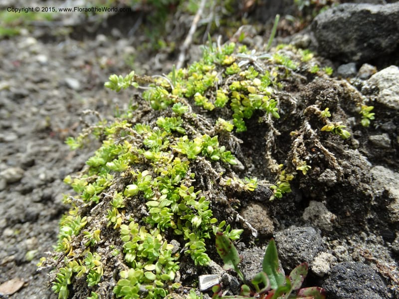 Cerastium, Ulloa, C 2487--Ecuador. Cotopaxi. 23 Apr 2015. DSC02466 (114).JPG