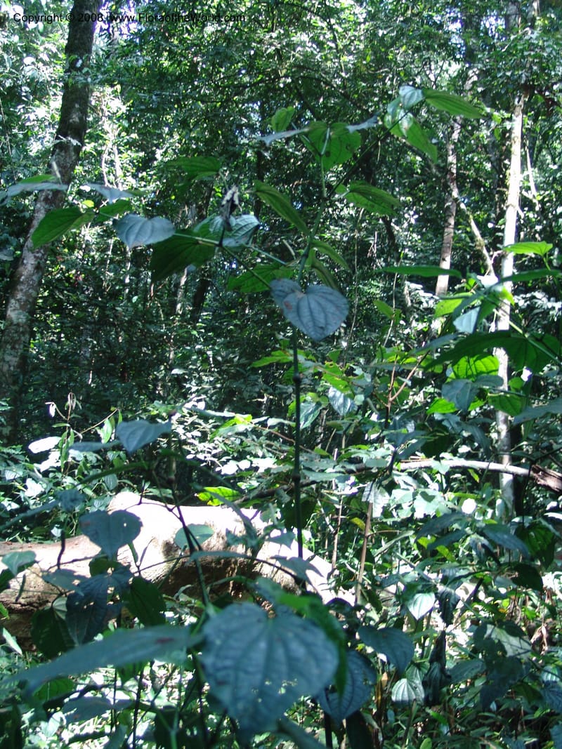 Piper capense--Uganda.  Kibale Forest. 5 Jul 04. 080.jpg