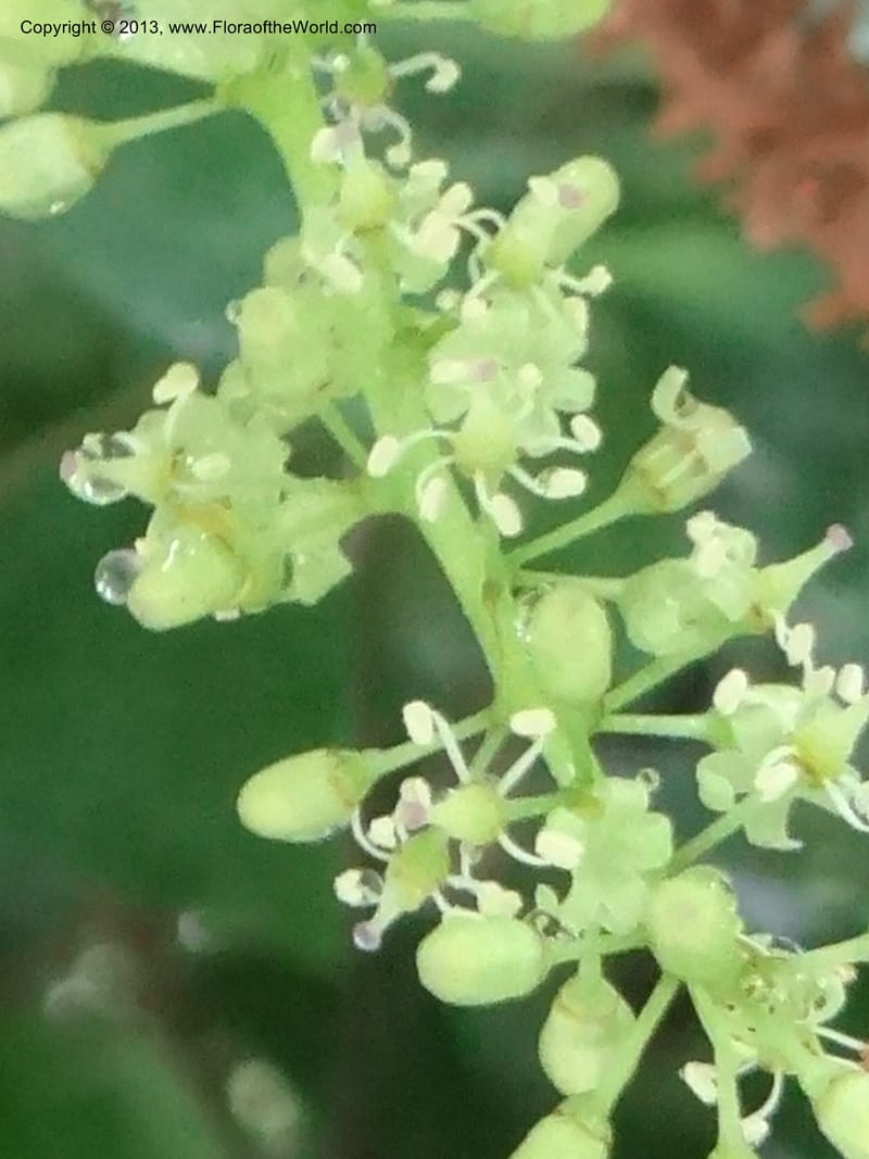 Vitis davidii, Davidson, C 12012--China. Anhui Prov. Huang Shan. 6 Jun 2012. DSC01928 (42).JPG