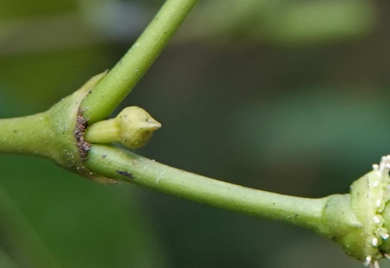 Gnetum catasphaericum, D. Boufford 44101--China. Yunnan. Lao jun Shan. 30 Apr 2018. DSC00424 (556).JPG