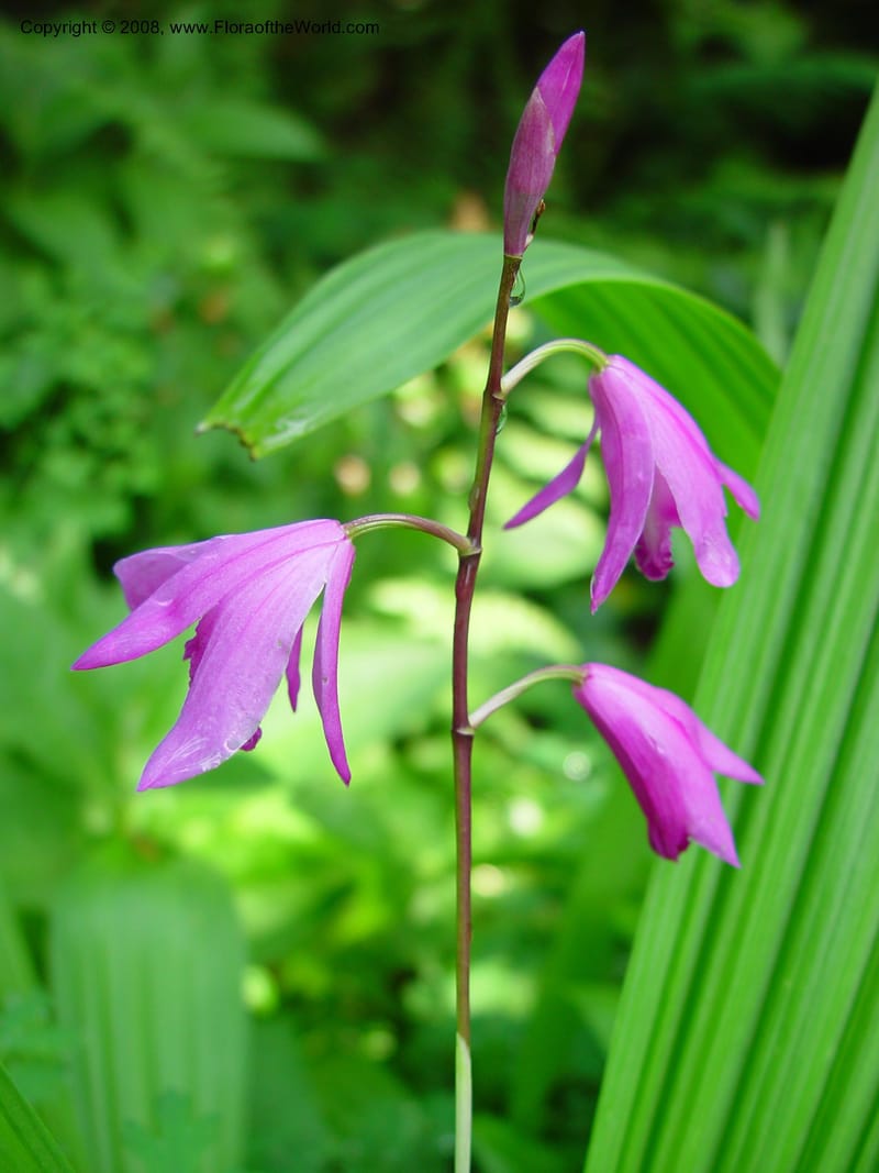 Bletilla striata--France. Paris. Jardin des Plantes. 30 May 03. 027.jpg