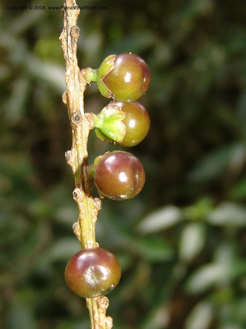 Citharexylum laurifolium, RVasquez33100--Peru. Cusco. Calca. Lares. Manto. 1 Nov 07. 095.jpg