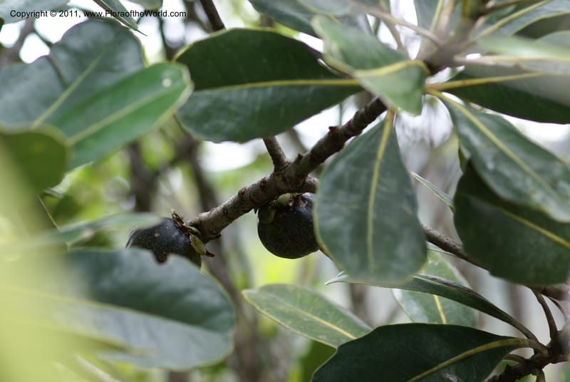Strasburgeria robusta, Munzinger, J 4877--New Caledonia,  Dzumac, 20 Nov 2007, 28 (27).JPG