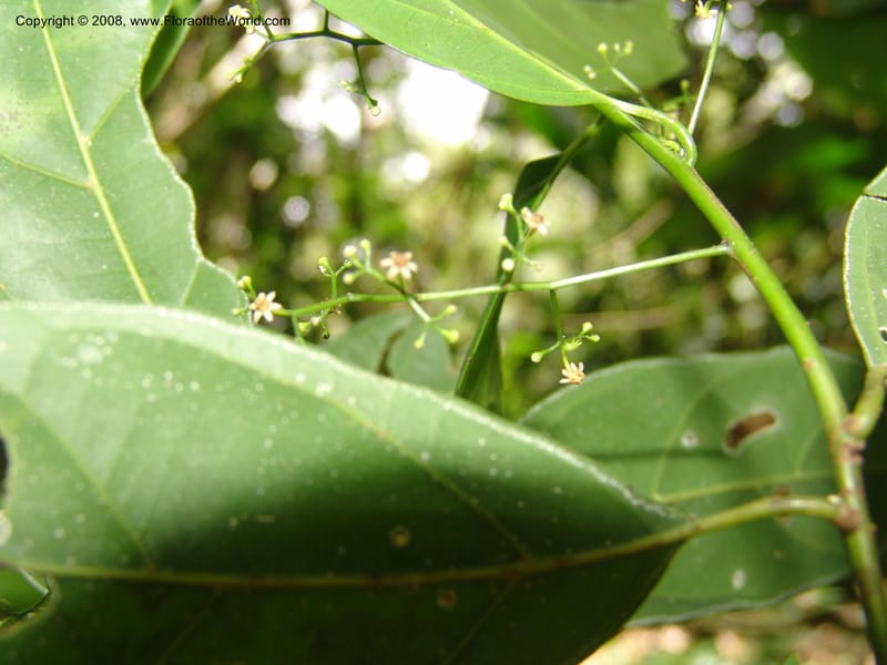 Ocotea, RVasquez33045--Peru. Pillcopata. Qbda Sachavacayoc. 29 Oct 07. 047.jpg