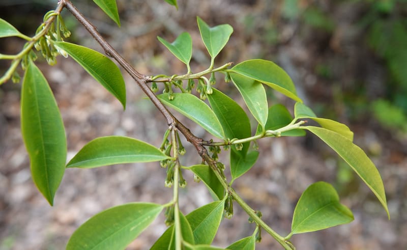 Erythroxylum sinense, D. Boufford 44093--China. Yunnan. Xia Jin Chang village. 29 Apr 2018. DSC00078 (13).JPG