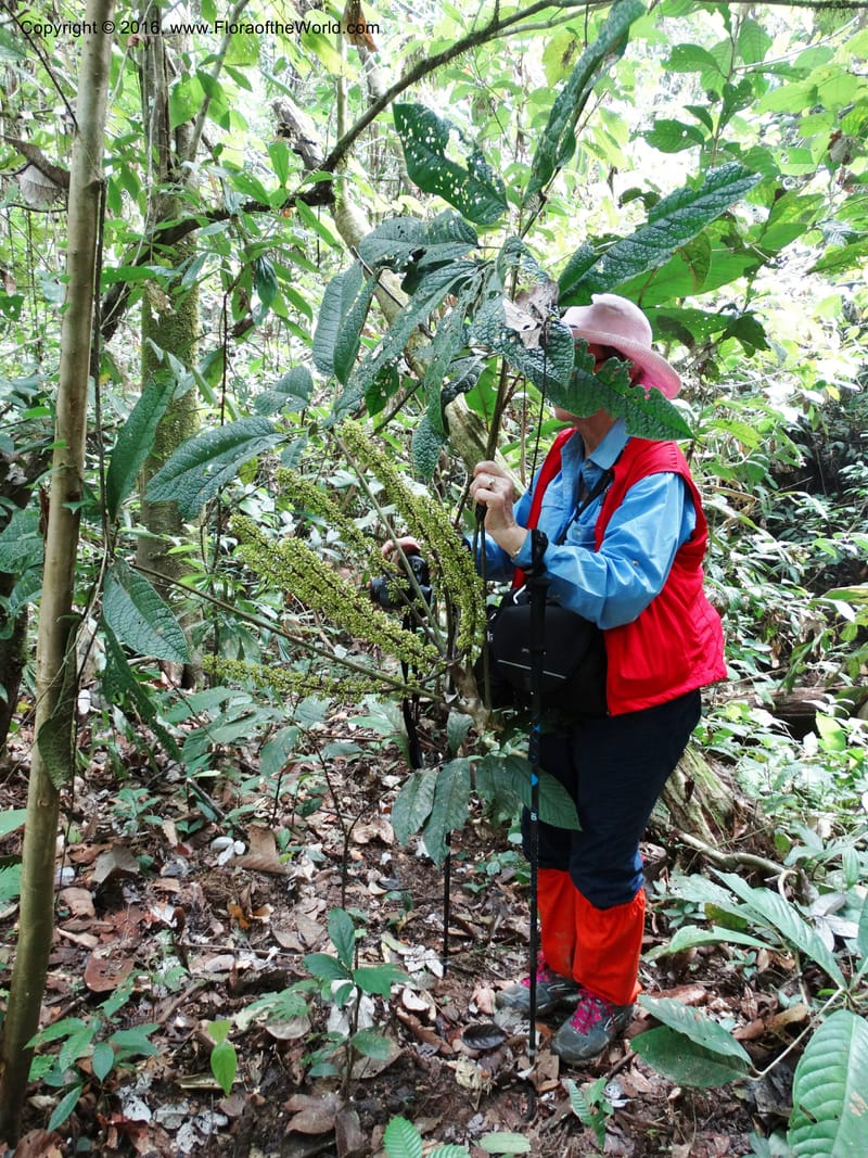 Schefflera, Davidson, C 12674--Sabah. Danum Valley. 4 Oct 2014. DSC01741 (195).JPG