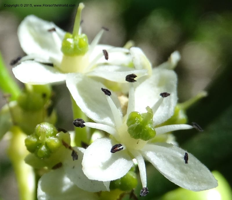 Pitavia punctata, Davidson, C 12801--Chile. L-30-M to Constitution. Jct to Empedrado. 25 Nov 2014. DSC07670 (33).JPG