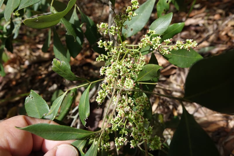Guioa semiglauca, Davidson, C 13334--Australia. Qld. Austinville Rd. 17 Oct 2016. DSC02705 (22).JPG