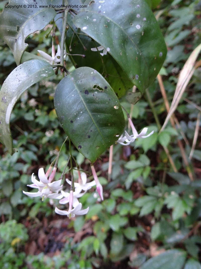 Jasminum, VC 5507--Thailand. Chiang Mai Prov. Doi Inthanon Nat. Park. 9 Nov 2012. DSC08004 (7).JPG