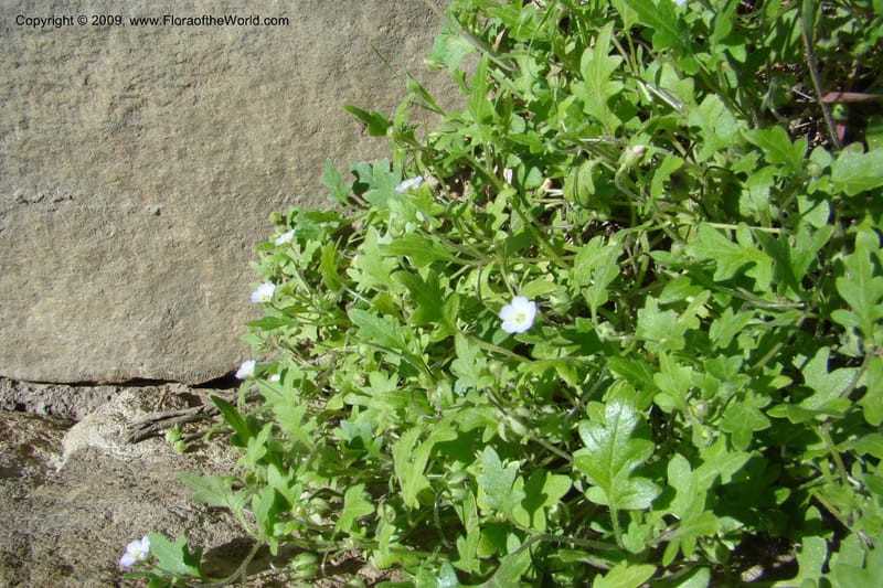 Nemophila kirtleyi, C. Davidson 11355--ID. Idaho Co. Salmon River Rd. 17 May 09. 187.jpg