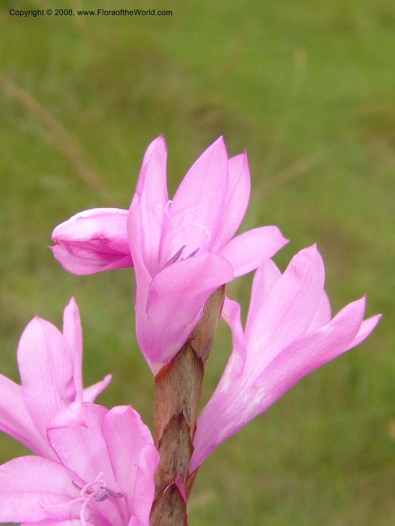 Watsonia densiflora--So.Africa. E. Cape. Umtamvuna Nat. Res. 11 Mch 05. 400.jpg
