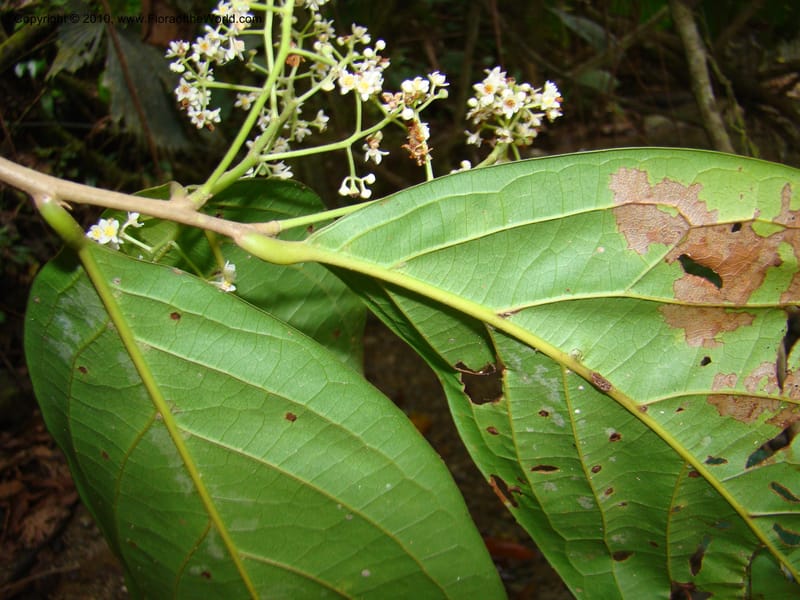Nectandra purpurea, B. Hammel 24683--Costa Rica. Prov. Limon. Selva Bananito Lodge. 13 Apr 08. 229 (8).jpg