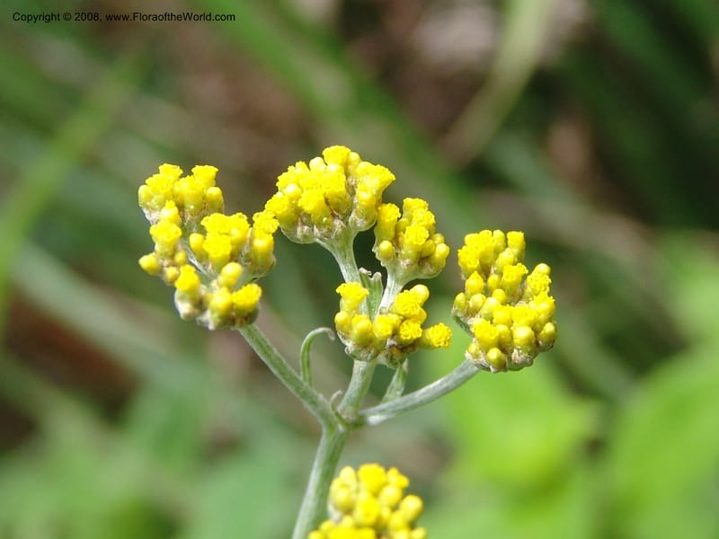 Helichrysum--Tanz. Nawenge For. Res., ca. Mahenge. 20 Feb 06. 055.jpg