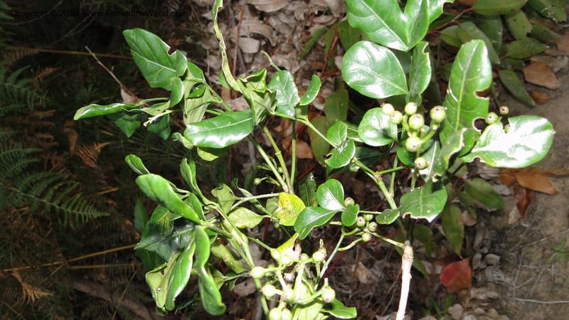 Polyscias, N. Manjato 196--Madagascar. E of Ambositra toward Antoetra. 2 May 2010 440 (6).jpg