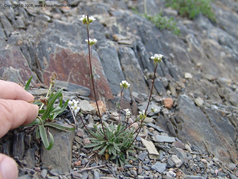 Draba hispida--Georgia. Kazbeki . Trail-road to Sameba Church. 2 Jun 05. 409.jpg