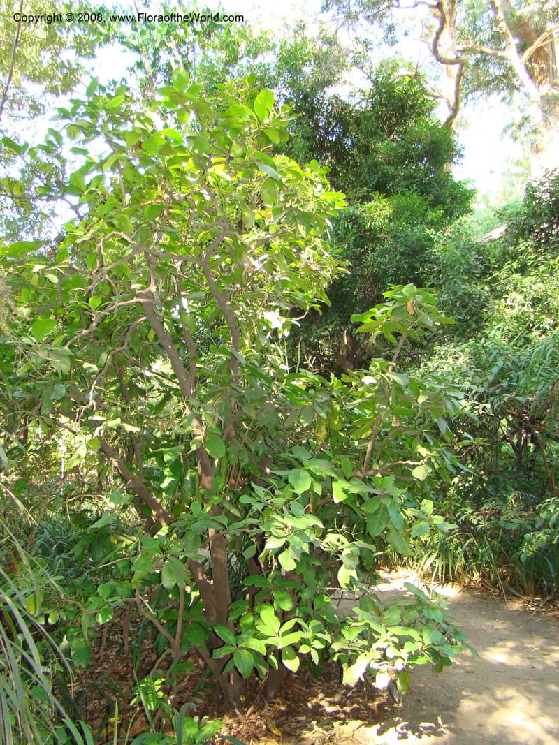 Pisonia umbellifera--Australia. Royal Botanic Garden, Melbourne. 19-20 Mch 08. 059.jpg