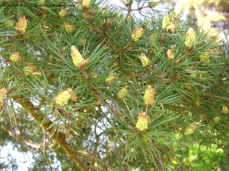 Pinus kochiana--Georgia. Bakuriani Botanical Garden. Forest. 7 Jun 05. 001.jpg