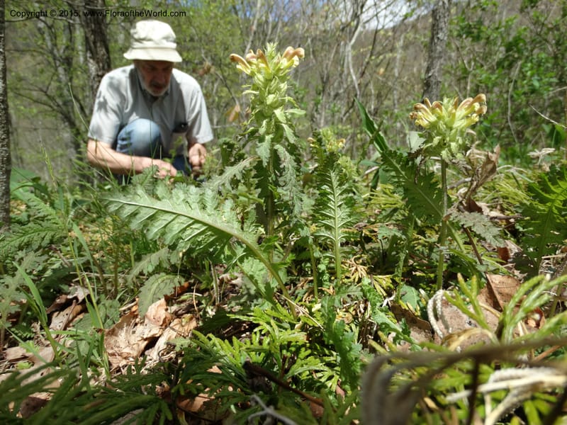 Pedicularis canadensis, Davidson, C 12963--North Carolina. Trans. Co. NC 215 and BRP. 12 May 2015. DSC04292 (53).JPG