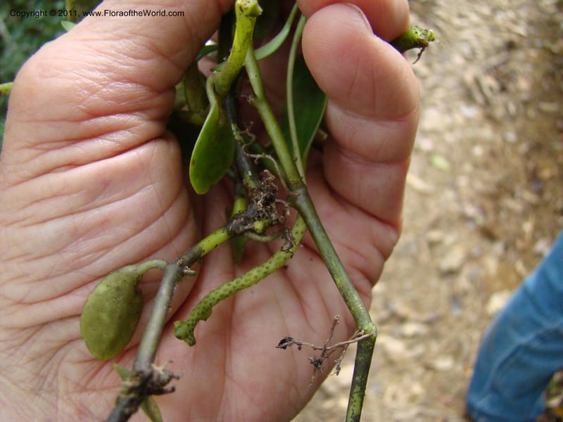 Peperomia, Munzinger, J 4870--New Caledonia, Dogny, 19 Nov 2007, 59 (9).jpg