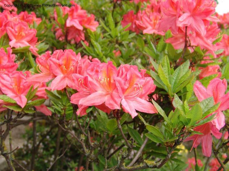Rhododendron japonicum--France. Paris. Jardin des Plantes. 28 Apr 05. 052.jpg