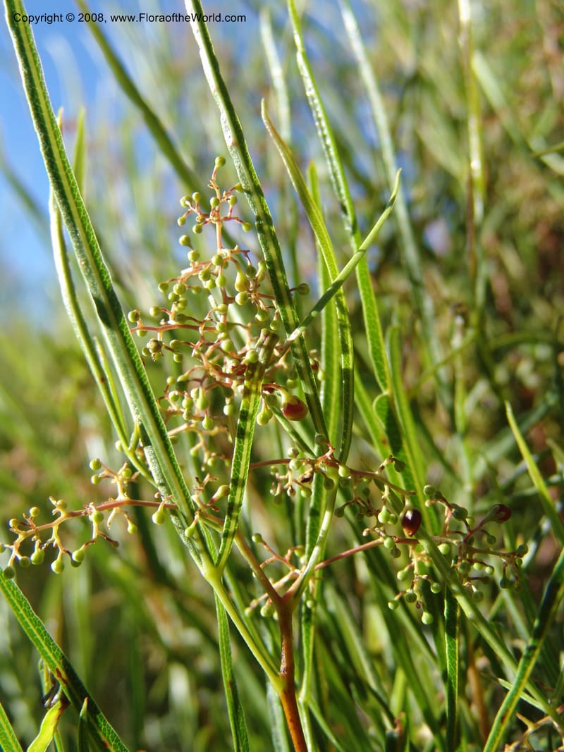 Rhus--So.Africa. E. Cape. Joubert's Pass, SE of Lady Gray. 9 Mch 05. 241.jpg