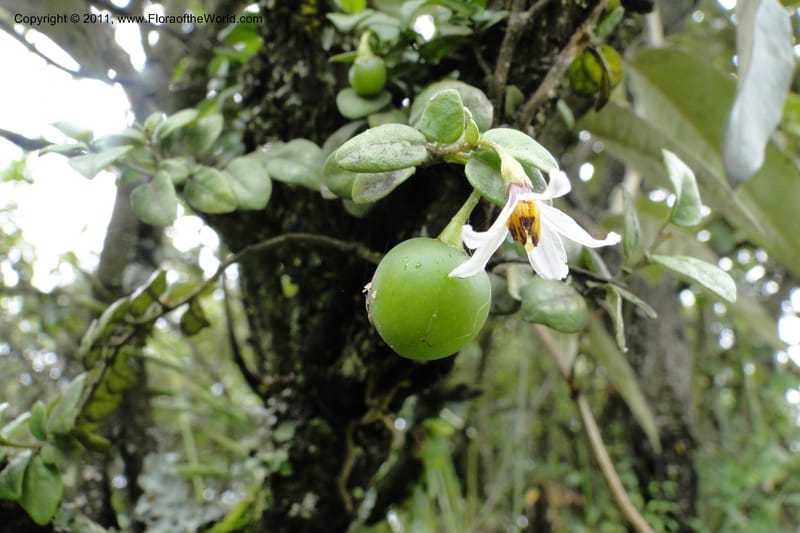 Solanum, Ulloa 1967--Ecuador. Pichincha. Old rd to Papallacta. 31 May 2011. 091 (1).jpg
