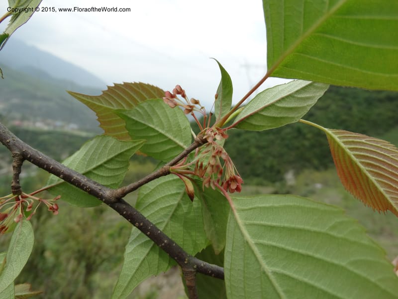 Euptelea pleiosperma, Boufford, D 43587--China. Sichuan. Tudiling Tunnel. 6 May 2014. DSC03860 (143).JPG