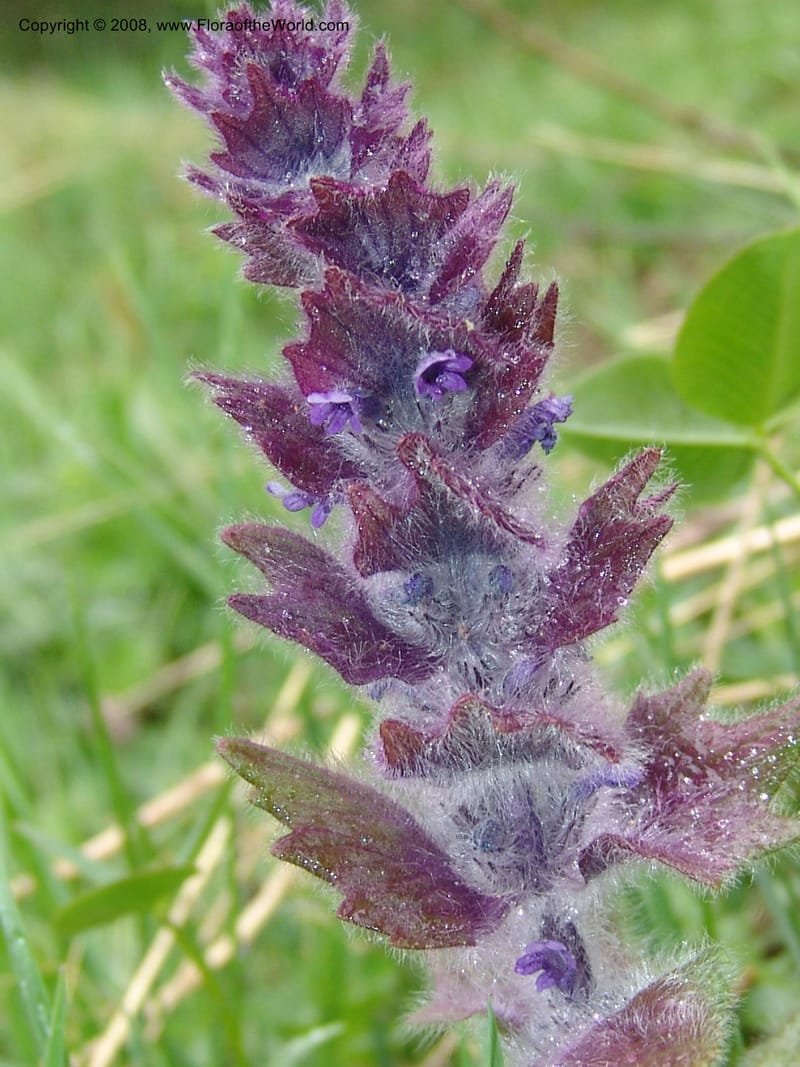 Ajuga orientalis--Georgia. Kazbeki . Trail-road to Sameba Church. 2 Jun 05. 300.jpg