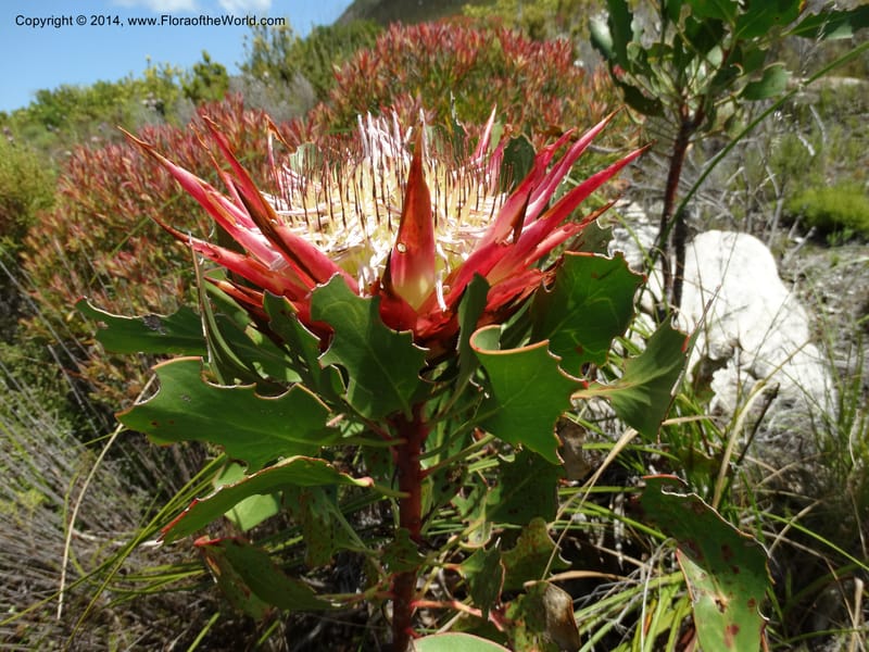 Protea cynaroides, Davidson, C 12315--South Africa. Western Cape. E. side, Fernkloof. 24 Jan 2014. DSC01799 (139).JPG
