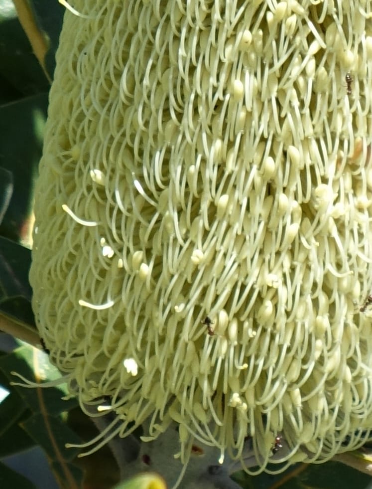 Banksia grandis, Not collected--Australia. W.A. Koondoola Bushland. 22 Oct 2016. DSC03457 (272).JPG